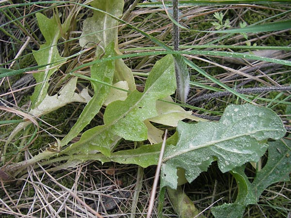 Crepis taraxicifolia \ L&ouml;wenzahnbl&auml;ttriger Pippau / Beaked Hawk's-Beard, Mallorca/Majorca Port de Andratx 3.4.2012