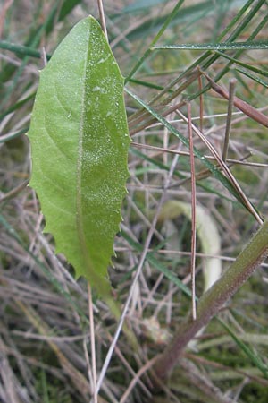 Crepis taraxicifolia \ L&ouml;wenzahnbl&auml;ttriger Pippau / Beaked Hawk's-Beard, Mallorca/Majorca Port de Andratx 3.4.2012