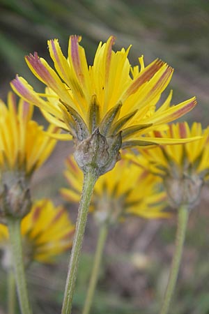 Crepis taraxicifolia \ L&ouml;wenzahnbl&auml;ttriger Pippau / Beaked Hawk's-Beard, Mallorca/Majorca Andratx 3.4.2012