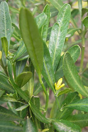 Cneorum tricoccon \ Dreibeeriger Zeiland, Zwerg-lbaum / Spurge Olive, Mallorca/Majorca Andratx 22.4.2011