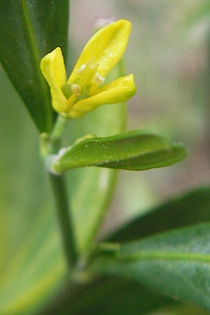 Cneorum tricoccon \ Dreibeeriger Zeiland, Zwerg-lbaum / Spurge Olive, Mallorca/Majorca Andratx 22.4.2011