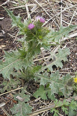 Carduus tenuiflorus \ Schmalkpfige Distel, Mallorca Andratx 26.4.2011