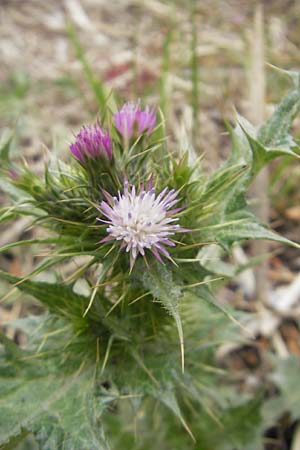 Carduus tenuiflorus \ Schmalkpfige Distel, Mallorca Andratx 26.4.2011
