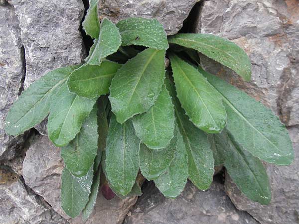 Crepis triasii \ Klippen-Pippau / Crag Hawk's-Beard, Mallorca/Majorca Soller Botan. Gar.  4.4.2012