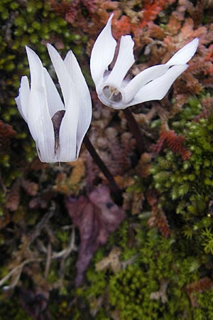 Cyclamen balearicum \ Balearen-Alpenveilchen / Balearic Cyclamen, Mallorca/Majorca Lluc 23.4.2011