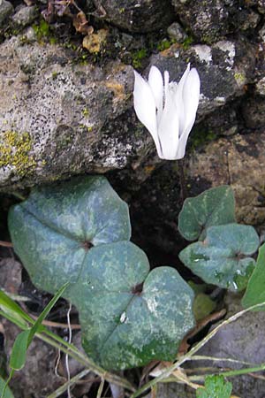Cyclamen balearicum \ Balearen-Alpenveilchen / Balearic Cyclamen, Mallorca/Majorca Lluc 23.4.2011