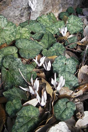 Cyclamen balearicum \ Balearen-Alpenveilchen / Balearic Cyclamen, Mallorca/Majorca Lluc 23.4.2011