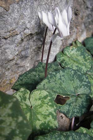 Cyclamen balearicum \ Balearen-Alpenveilchen / Balearic Cyclamen, Mallorca/Majorca Lluc 23.4.2011