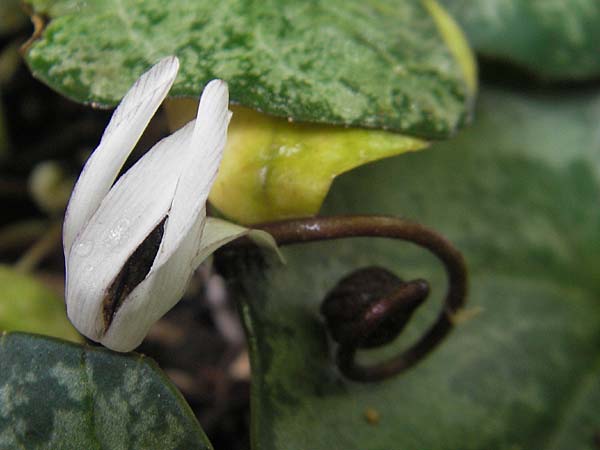 Cyclamen balearicum \ Balearen-Alpenveilchen / Balearic Cyclamen, Mallorca/Majorca Soller Botan. Gar.  23.4.2011