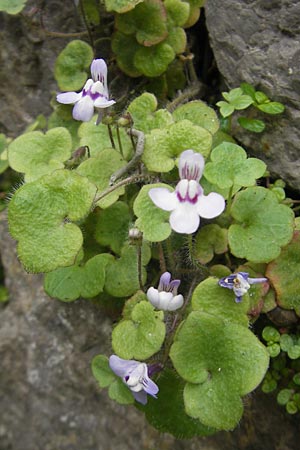 Cymbalaria aequitriloba \ Dreilappiges Zimbelkraut / Dwarf Kenilworth Toadflax, Mallorca/Majorca Soller 23.4.2011