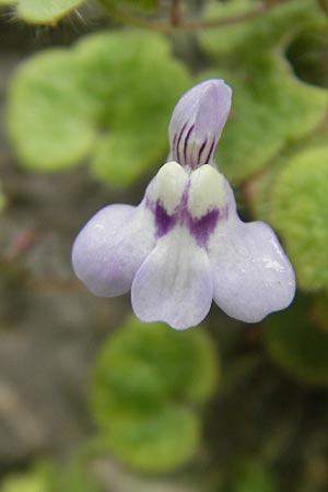 Cymbalaria aequitriloba \ Dreilappiges Zimbelkraut / Dwarf Kenilworth Toadflax, Mallorca/Majorca Soller 23.4.2011