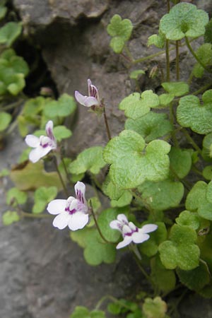 Cymbalaria aequitriloba \ Dreilappiges Zimbelkraut / Dwarf Kenilworth Toadflax, Mallorca/Majorca Soller 23.4.2011