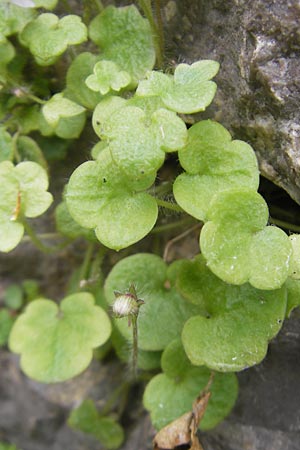 Cymbalaria aequitriloba \ Dreilappiges Zimbelkraut / Dwarf Kenilworth Toadflax, Mallorca/Majorca Soller 23.4.2011