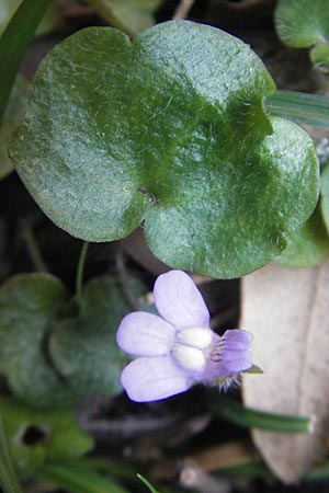 Cymbalaria aequitriloba \ Dreilappiges Zimbelkraut / Dwarf Kenilworth Toadflax, Mallorca/Majorca Torrent de Pareis 27.4.2011