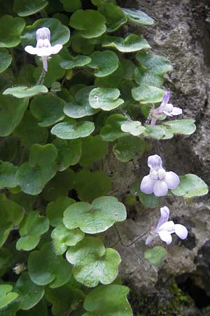 Cymbalaria aequitriloba \ Dreilappiges Zimbelkraut / Dwarf Kenilworth Toadflax, Mallorca/Majorca Torrent de Pareis 27.4.2011