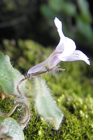 Cymbalaria aequitriloba \ Dreilappiges Zimbelkraut / Dwarf Kenilworth Toadflax, Mallorca/Majorca Torrent de Pareis 27.4.2011