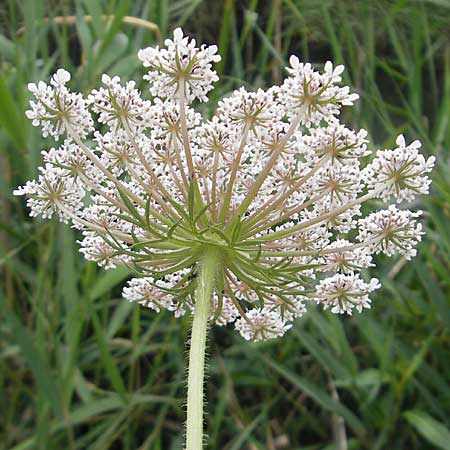 Daucus carota subsp. maximus \ Riesen-M�hre / Bird's Nest, Mallorca/Majorca S'Albufera 30.4.2011