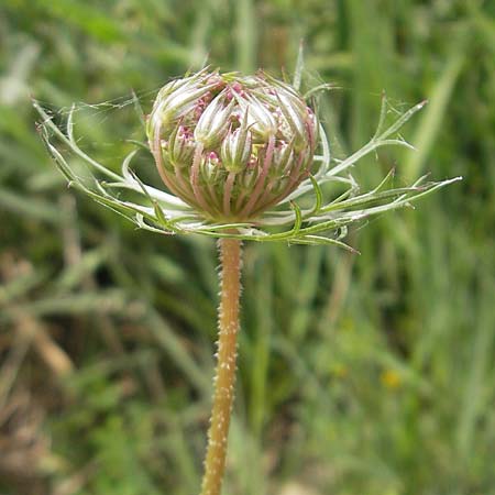 Daucus carota subsp. maximus \ Riesen-M�hre / Bird's Nest, Mallorca/Majorca S'Albufera 30.4.2011