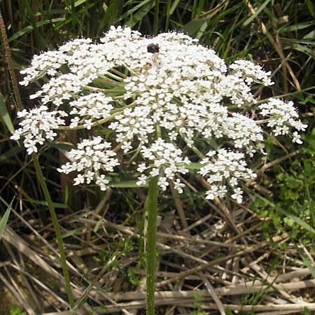 Daucus carota subsp. maximus \ Riesen-M�hre / Bird's Nest, Mallorca/Majorca S'Albufera 30.4.2011