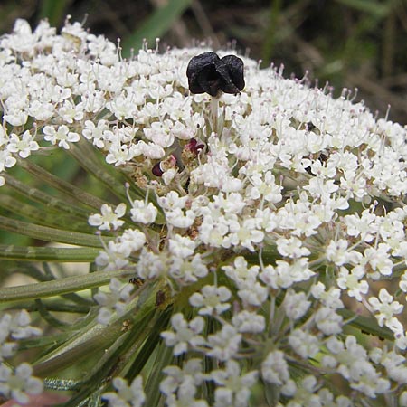 Daucus carota subsp. maximus \ Riesen-M�hre / Bird's Nest, Mallorca/Majorca S'Albufera 30.4.2011