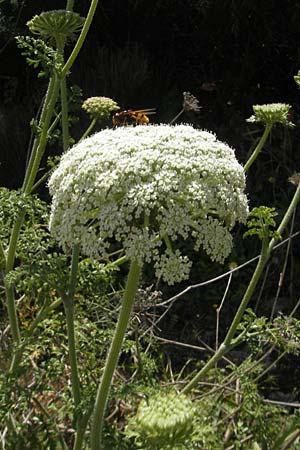 Daucus carota subsp. majoricus \ Mallorca-M�hre / Mallorca Carrot, Mallorca/Majorca Magaluf 1.5.2011