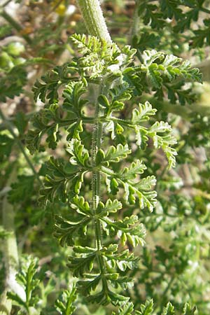 Daucus carota subsp. majoricus \ Mallorca-M�hre / Mallorca Carrot, Mallorca/Majorca Magaluf 1.5.2011