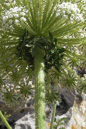 Daucus carota subsp. majoricus \ Mallorca-M�hre / Mallorca Carrot, Mallorca/Majorca Magaluf 1.5.2011