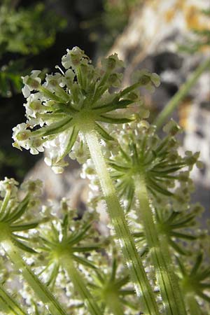 Daucus carota subsp. majoricus \ Mallorca-M�hre / Mallorca Carrot, Mallorca/Majorca Magaluf 1.5.2011