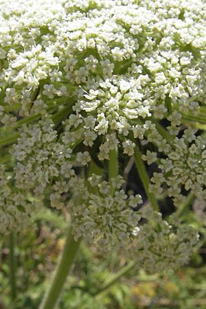Daucus carota subsp. majoricus \ Mallorca-M�hre / Mallorca Carrot, Mallorca/Majorca Magaluf 1.5.2011