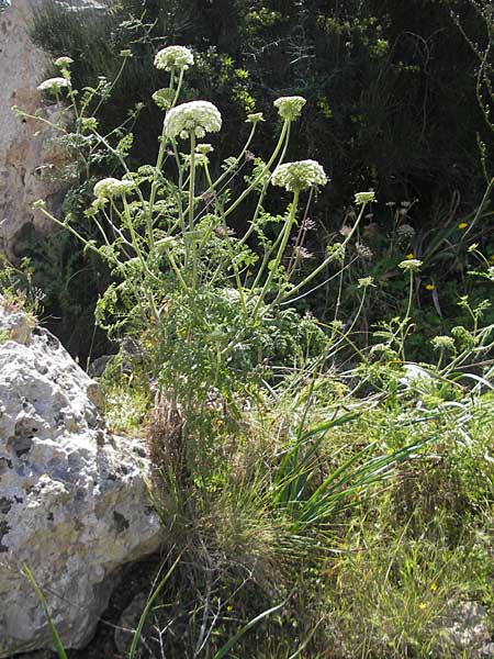 Daucus carota subsp. majoricus \ Mallorca-M�hre / Mallorca Carrot, Mallorca/Majorca Magaluf 1.5.2011