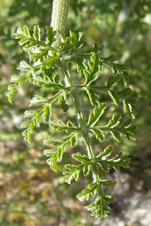 Daucus carota subsp. majoricus \ Mallorca-M�hre / Mallorca Carrot, Mallorca/Majorca Magaluf 1.5.2011