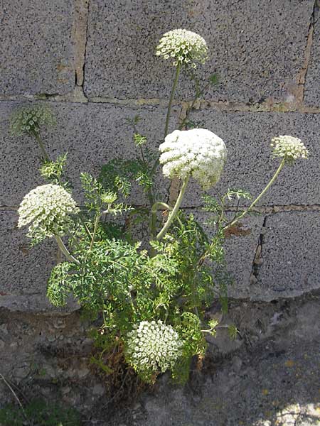 Daucus carota subsp. majoricus \ Mallorca-M�hre / Mallorca Carrot, Mallorca/Majorca Magaluf 1.5.2011