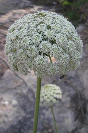 Daucus carota subsp. majoricus \ Mallorca-M�hre / Mallorca Carrot, Mallorca/Majorca Magaluf 1.5.2011