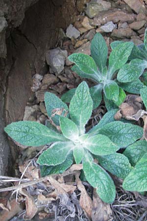 Digitalis minor \ Mallorca-Fingerhut / Mallorca Foxgloves, Mallorca/Majorca Cap Formentor 10.4.2012
