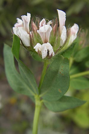 Lotus hirsutus \ Behaarter Backenklee / Canary Clover, Mallorca/Majorca Punta de n'Amer 25.4.2011