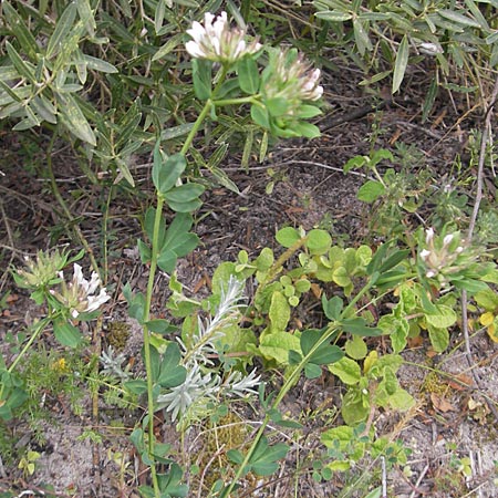 Lotus hirsutus \ Behaarter Backenklee / Canary Clover, Mallorca/Majorca Punta de n'Amer 25.4.2011