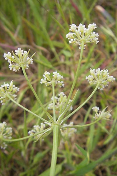 Bunium bulbocastanum \ Gewhnliche Erdkastanie, Knollen-Kmmel / Great Pignut, Mallorca/Majorca Andratx 26.4.2011