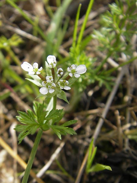Scandix australis \ S&uuml;dlicher Venuskamm / Southern Shepherd's Needle, Mallorca/Majorca Andratx 3.4.2012