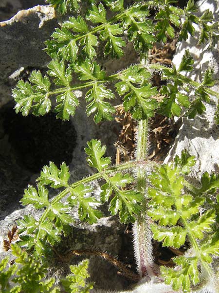 Daucus pumilus \ Zwerg-Mhre, Falscher Breitsame / False Orlaya, Small Carrot, Mallorca/Majorca Cala Mondrago 5.4.2012