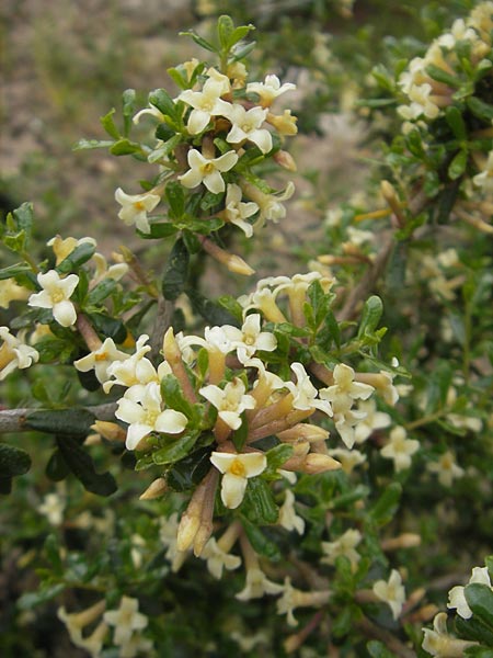 Daphne rodriguezii \ Rodriguez' Seidelbast / Rodriguez' Daphne, Mallorca/Majorca Soller Botan. Gar.  4.4.2012