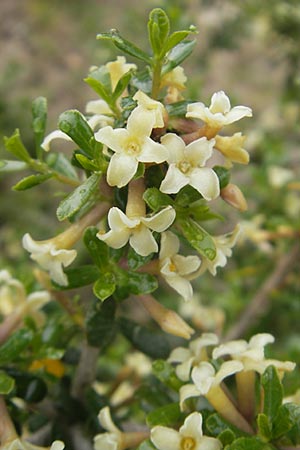 Daphne rodriguezii \ Rodriguez' Seidelbast / Rodriguez' Daphne, Mallorca/Majorca Soller Botan. Gar.  4.4.2012
