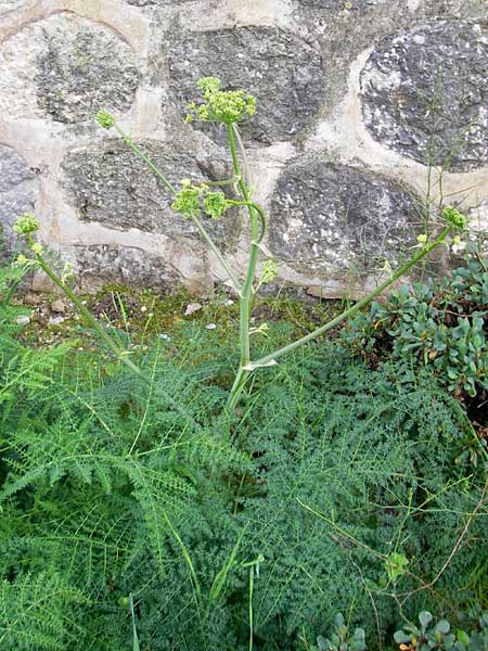 Thapsia asclepium \ Asklepios-Steckenkraut / Asclepios Fennel, Mallorca/Majorca Soller Botan. Gar.  4.4.2012