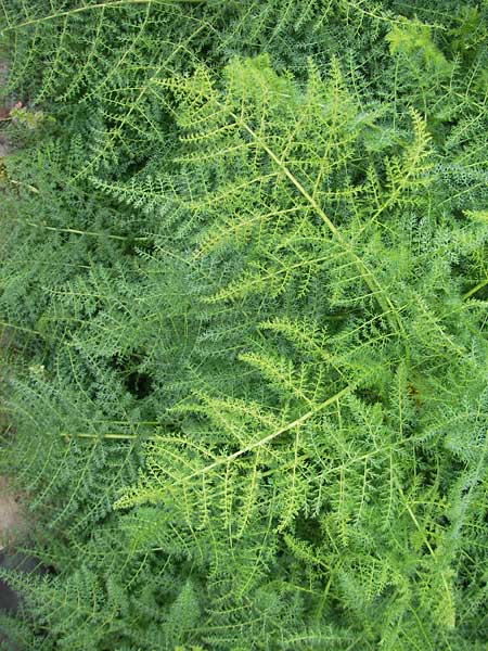 Thapsia asclepium \ Asklepios-Steckenkraut / Asclepios Fennel, Mallorca/Majorca Soller Botan. Gar.  4.4.2012