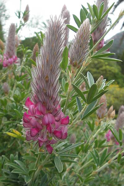 Ebenus cretica \ Kretischer Ebenholzstrauch, Mallorca Soller Botan. Gar. 23.4.2011