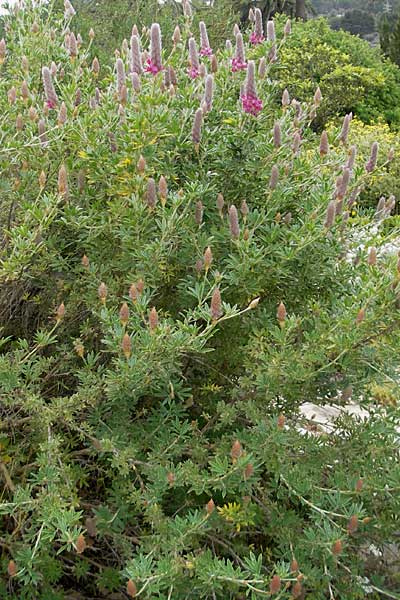 Ebenus cretica \ Kretischer Ebenholzstrauch, Mallorca Soller Botan. Gar. 23.4.2011