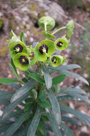 Euphorbia characias \ Palisaden-Wolfsmilch / Large Mediterranean Spurge, Mallorca/Majorca Lluc 24.4.2011