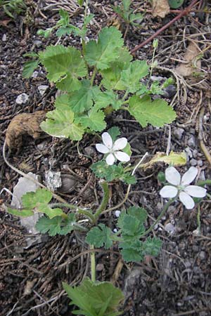 Erodium chium \ Chios-Reiherschnabel / Chios Stork's-Bill, Mallorca/Majorca Betlem 28.4.2011