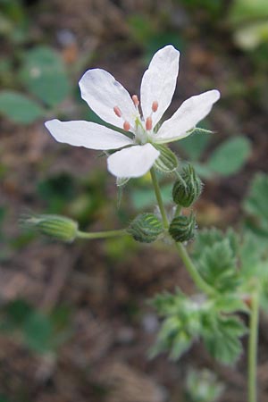 Erodium chium \ Chios-Reiherschnabel / Chios Stork's-Bill, Mallorca/Majorca Betlem 28.4.2011