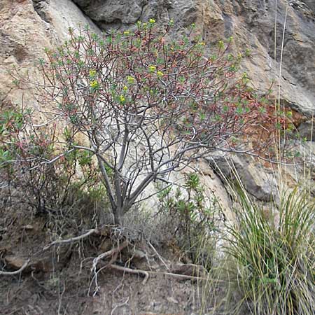 Euphorbia dendroides \ Baumartige Wolfsmilch / Tree Spurge, Mallorca/Majorca Banyalbufar 23.4.2011