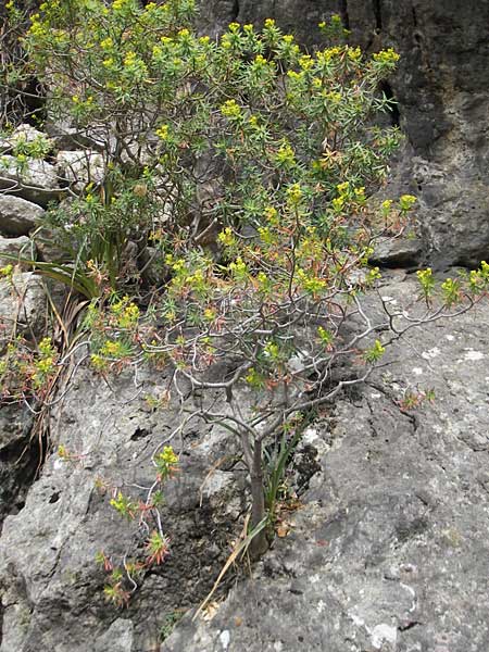 Euphorbia dendroides \ Baumartige Wolfsmilch / Tree Spurge, Mallorca/Majorca Lluc 24.4.2011
